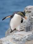 Moseleys penguin also called Northern Rockhopper penguin on Bleaker Island. Falkland Islands. Art Print